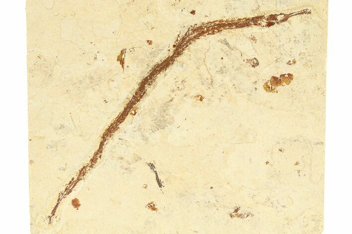 Fossil Pipefish (Syngnathus) - California #274975